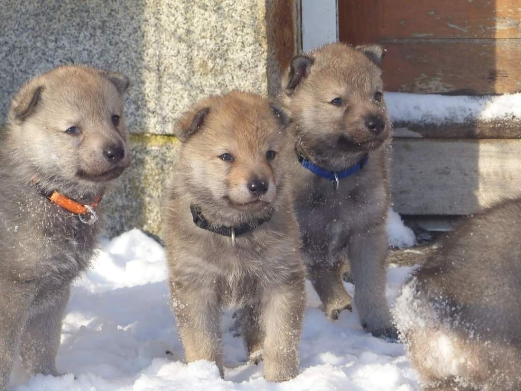 De La Meute De Lounaby - Chien-loup tchecoslovaque - Portée née le 12/01/2021