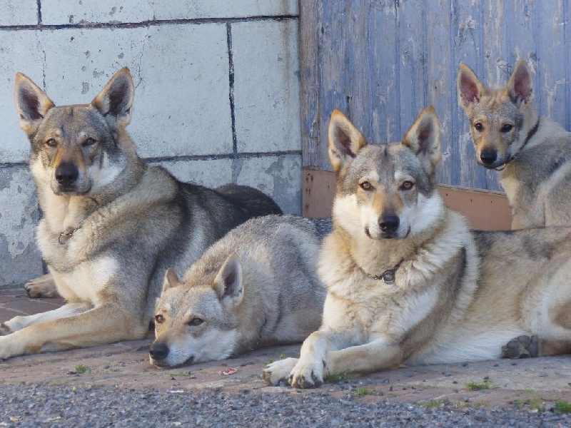 De La Meute De Lounaby - Chien-loup tchecoslovaque - Portée née le 15/03/2015