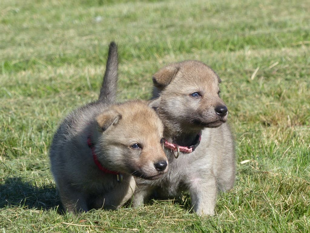 De La Meute De Lounaby - Chien-loup tchecoslovaque - Portée née le 17/06/2021