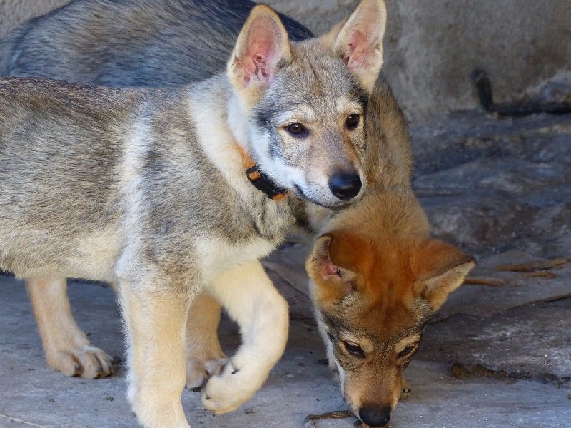 De La Meute De Lounaby - Chien-loup tchecoslovaque - Portée née le 19/10/2015