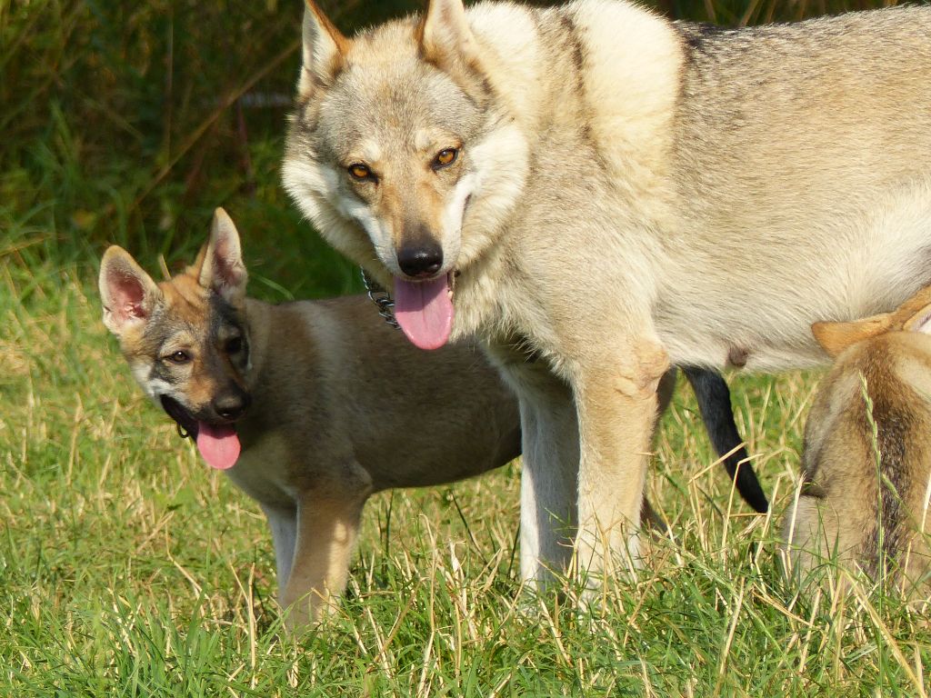 De La Meute De Lounaby - Chien-loup tchecoslovaque - Portée née le 17/05/2018