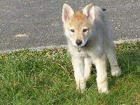 SIRIUS de la meute de lounaby