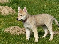 SUKI de la meute de lounaby