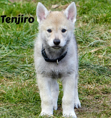 TENJIRO 
