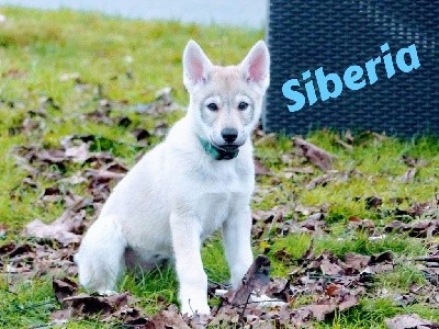 SIBERIA
