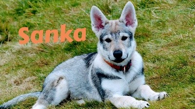 SANKA