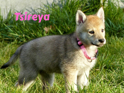 TSIREYA 