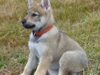 PHOEBE de la meute de lounaby