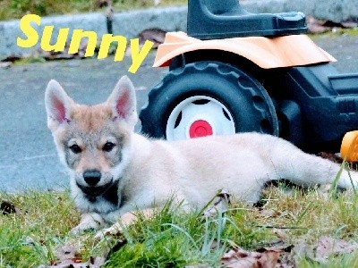 SUNNY