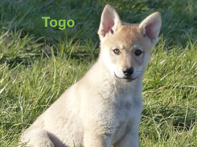 TOGO