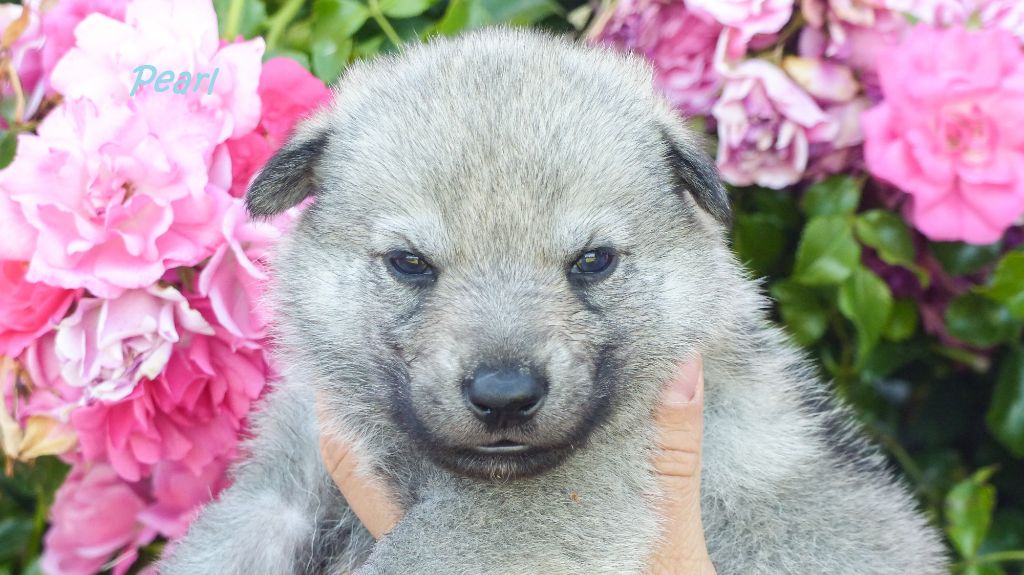 De La Meute De Lounaby - Chien-loup tchecoslovaque - Portée née le 17/06/2019